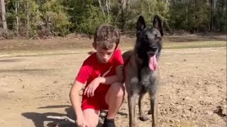 Belgian Malinois protects 8 year old boys life [upl. by Arde579]