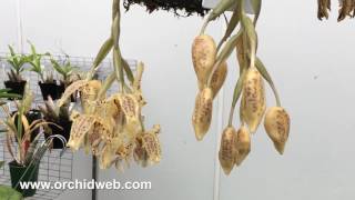 OrchidWeb  Stanhopea jenischiana [upl. by Arhat27]