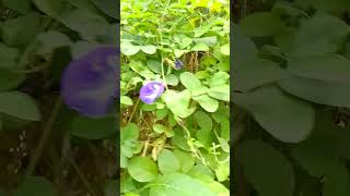 aprajita ka plant amazingfacts plants flowers interestingfacts aprajita indiasgardening [upl. by Melan]