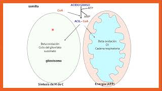 Bioquímica de la germinación parte 2 [upl. by Anaibaf]