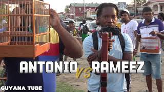 Epic Showdown Antonio vs Rameez  Towa Towa Bird Race At Lusignan Bird Ground [upl. by Cath]