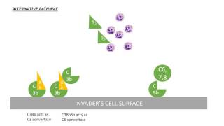 Complement System Pathway [upl. by Anidualc]