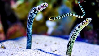 Spotted Garden Eel A Tiny Marine Marvel [upl. by Towne]