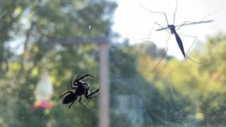 Jumping Spider hunting a Crane Fly [upl. by Ettelra]