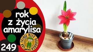 249 Jak pielęgnować amaryliszwartnicę Hippeastrum przez cały rok [upl. by Adnal]