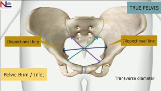 Maternal Pelvis  Female True Pelvis Bones Joints Diameters 3DExplanation  Nursing Lecture [upl. by Stoneman]