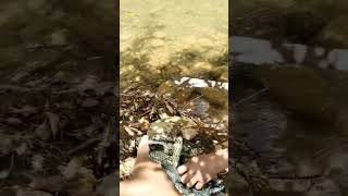 Fishing cooking fisherman traditional madnivlog fishing feedshorts [upl. by Satsok379]