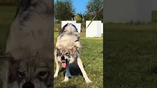 Wolfdog Frenzy Unleashed Beast Howling Wolf Is This Dog Really a WolfThe Wolfdog wolfpup wolfdogs [upl. by Kendricks]