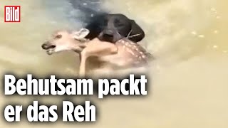 Mutiger Retter Ein Hund holt Rehkitz aus dem Wasser [upl. by Yrhcaz]