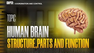 Human brain  structure and function Fore Brain  Mid Brain  Hind Brain  Human nervous system [upl. by Kcirtapnaes476]