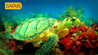 Animal Kingdom Promo  Sea Turtle [upl. by Holds822]