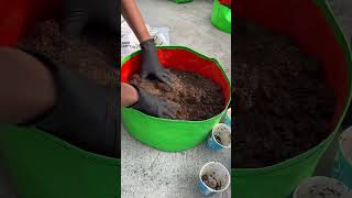 Grow Bag के लिए मिट्टी कैसे तैयार करे  Cocopeat  Neem Cake  Vermi Compost  cocopeat mitti [upl. by Arutnev]