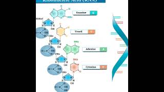 THE RIBONUCLEIC ACID [upl. by Animlehliw]