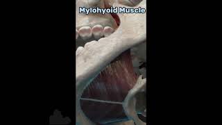 Mylohyoid Muscle💀 anatomy ytshorts youtubeshorts [upl. by Harmon]