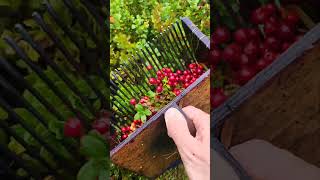 Lingonberry picking in Sweden forest harvesting sweden cowberry cranberry lingonberry [upl. by Lenoyl]