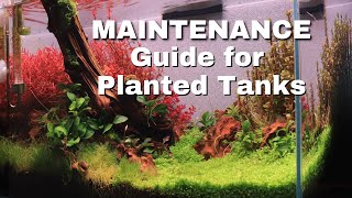 How to Maintain a Heavily Planted Tank [upl. by Ilzel383]