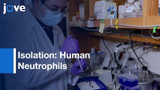 Isolation Of Human Neutrophils From Whole Blood amp Buffy Coats l Protocol Preview [upl. by Eitsrik]