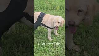 Dog Double Leg Brace  dog back leg brace arthritis  Lovepluspet [upl. by Niarbo648]