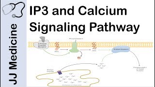 Inositol Triphosphate IP3 and Calcium Signaling Pathway  Second Messenger System [upl. by Ordnas]