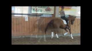 wwwdressagetalentscom  Fille de Danse [upl. by Alrats]