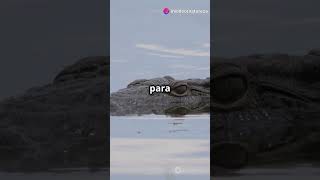 Descubra o Fascinante Mundo dos Crocodilos em 60 Segundos 🐊 [upl. by Kiran216]