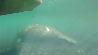 Kayaking Homosassa Springs Monkey Island and Manatees [upl. by Aksel]