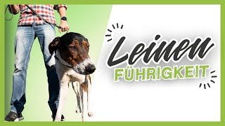 LEINENFÜHRIGKEIT ▶︎ 3 einfache Tipps wie es dein Hund schnell lernt [upl. by Aibos]