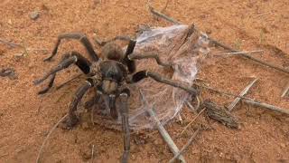 Horned Baboon spider [upl. by Fronniah]