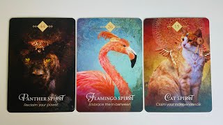 Your Future Spouse  Pick a Card  Timeless Tarot [upl. by Nathalie]