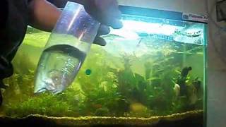 How To Acclimate A Fish To An Aquarium [upl. by Nipha]