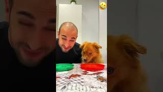 My time to eat with my dog so happy pet funny dog foryou asmr shorts [upl. by Siramay]