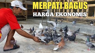 MAIN KEKANDANG MERPATI CEK HARGA RING SANTOSA [upl. by Chadd]