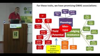 Phenotyping and GWAS for rice improvement A strategy and partial results towards multi trait ideoty [upl. by Zoara120]