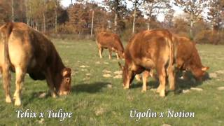 Limousin heifers 2224mths [upl. by Nonek958]