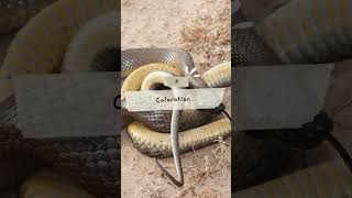 Top 10 Inland Taipan Snake Facts sanke snakevideo inlandtaipan [upl. by Anatak754]