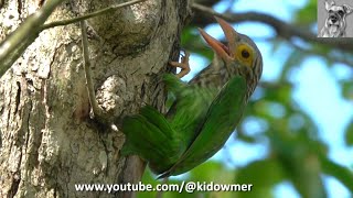 LINEATED BARBET excavating nest hole Singapore [upl. by Arihsay680]