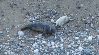 2024 Pupping Season  3 6 8 12 15 16 amp 20 day old seal pups  10th October [upl. by Britney267]