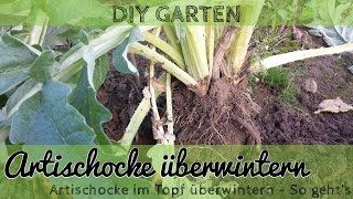 Artischocke überwintern im Garten und im Kübel [upl. by Amis]