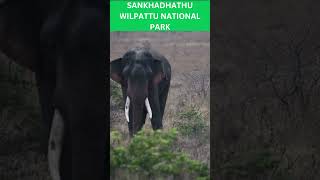 Sri Lankas BEST Kept Secret Exploring Sankhadhathu Wilpattu National Park [upl. by Giesecke]