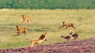 Impalas Try Jumping Over 7 Lions [upl. by Ylera]