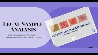 Trichostrongyle egg Parmphistomum egg and Balantidium cyst under Microscope 10x 40x objective [upl. by Nedrob746]