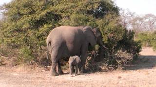 Cute baby elephant sprint [upl. by Monney]