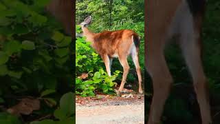 সুন্দরবনের চিত্রা হরিণ কি খাচ্ছে দেখুন Deer of Sundarbans Sundarbans diary Sundarbans tour [upl. by Timofei447]