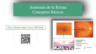 Anatomía de la Retina Conceptos Básicos [upl. by Danete100]