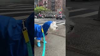 Westie dog hating rain 🌧️ [upl. by Cordova]