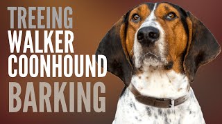 Treeing Walker Coonhound Barking How Much does a Treeing Walker Coonhound Bark [upl. by Felic]