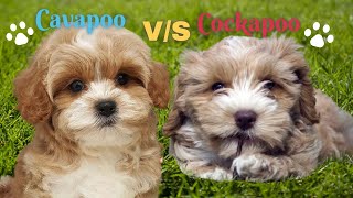 MALTIPOO vs CAVAPOO Main differences [upl. by Adiell]