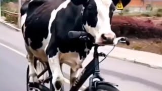 LIVE STREAM FUNNY VIDEO  The cows are amazing [upl. by Bolten838]