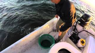 Catching Pilchards Baitfish [upl. by Enimsay]