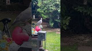 Wood pigeon Big George 🐦 [upl. by Powell883]